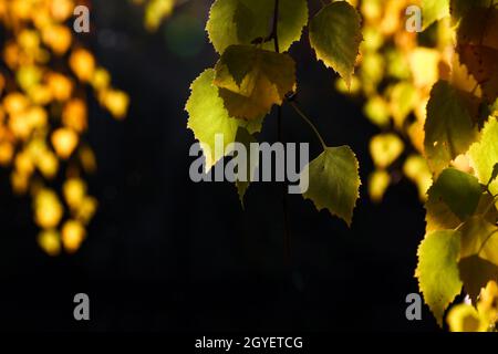 Gros plan coucher de soleil rétro-éclairé automne feuilles de bouleau de couleur vert, jaune et orange accrochées sur des branches sur fond noir Banque D'Images