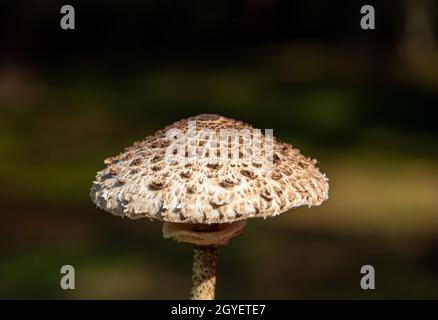 Champignon de parasol mûr Macrolepiota procera ou Lepiota procera Banque D'Images