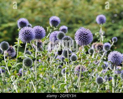 Purple Echinops ritro Southern globe Thistle fleurit dans un jardin Banque D'Images