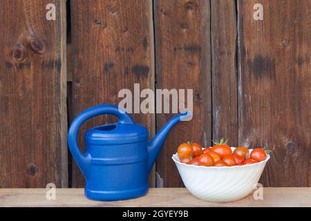 Jardinage de légumes frais et juteux de l'agriculture agricole. Nature biologique solanum bio tomate nourriture sur fond en bois copyspace. Banque D'Images