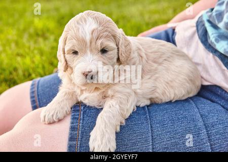 Gros plan de Goldendoodle Puppy de couleurs claires qui se pose sur les jambes de la femme Banque D'Images
