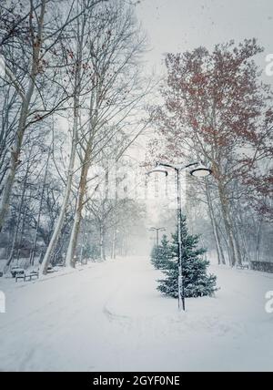 Matin d'hiver froid et enneigé dans le parc avec plusieurs flocons de neige tombant du ciel. Belle scène, saison froide, neige atmosphère dans la place. Banque D'Images