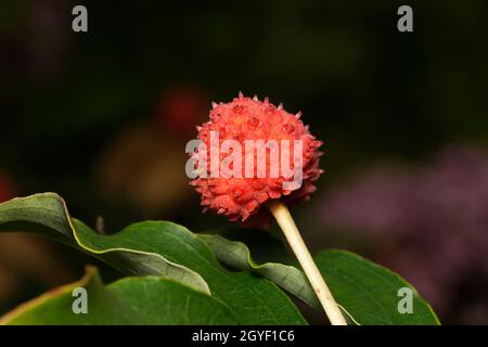 cornus kousa fruit rouge d'un cornouiller japonais sur fond flou Banque D'Images