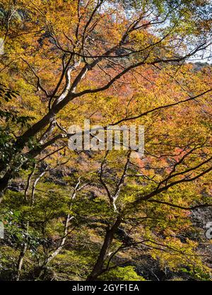 Parc Minoo ou Minoh en automne, Osaka, Japon. L'un des plus anciens parcs nationaux du Japon. Banque D'Images