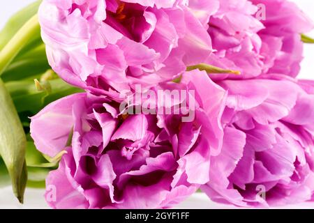 Fleur de carnation (Dianthus) sur fond blanc, pétales délicats, gros plan Banque D'Images