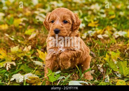 Adorable boulinette dorée brune avec une patte dans le champ de feuilles d'automne Banque D'Images