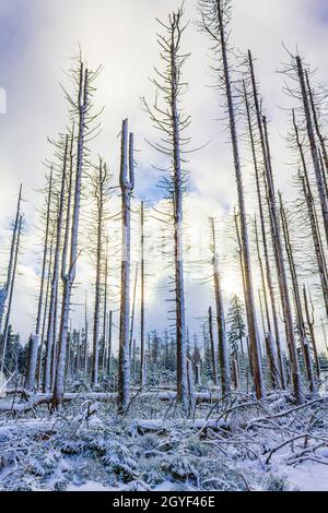 La forêt d'argent mourante et neigeux dans les sapins morts et le paysage à Brocken montagne dans Harz montagnes Wernigerode Allemagne Banque D'Images