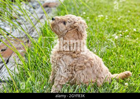 Adorable chiot Goldendoodle assis dans l'herbe en regardant vers le haut les plantes Banque D'Images