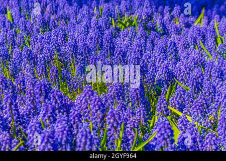 Fleurs colorées bleues jacinthe de raisin Muscari armeniacum et tulipes et jonquilles jaunes à Keukenhof à Lisse, pays-Bas Banque D'Images