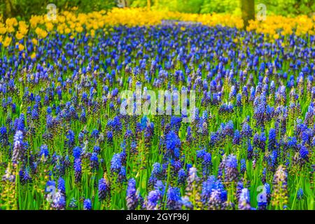 Fleurs colorées bleues jacinthe de raisin Muscari armeniacum et tulipes et jonquilles jaunes à Keukenhof à Lisse, pays-Bas Banque D'Images