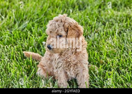 Mignon petit chiot Goldendoodle assis dans l'herbe Banque D'Images