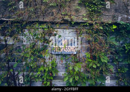 Aucun signe d'intrusion sur le mur en bois recouvert de vignes Banque D'Images