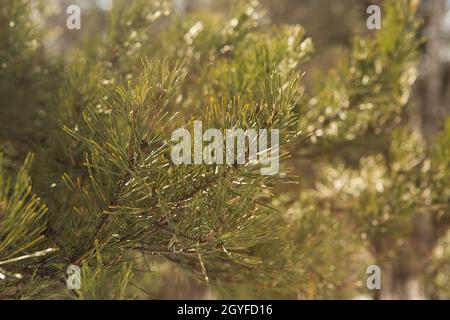 Branche de pin avec aiguilles vertes par jour de forte luminosité. Banque D'Images