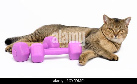 Le chat de chinchilla écossais gris adulte se trouve sur un fond blanc, à côté d'un équipement sportif Banque D'Images