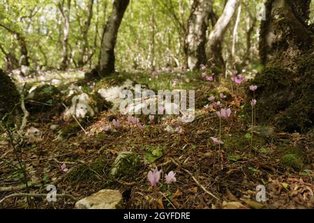 Des cyclamens en pleine floraison sur le chemin du canyon de Bijela, Mostar 2020 Banque D'Images