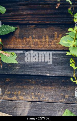 Gros plan de planches de bois brun foncé avec bouts de feuilles vertes visibles Banque D'Images