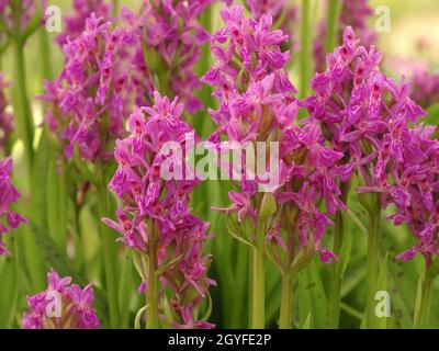 Gros plan de belles fleurs roses de l'orchidée de Madère, Dactylorhiza foliosa Banque D'Images