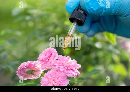 Scientifiques médecin tenant une bouteille d'huile d'herbe de rose plante pour la peau et le produit de parfum, le dosage de gouttelettes, la biologie et l'écologie alternative médecine de la nature. Banque D'Images