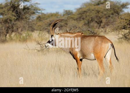 Un antilope roan rare (Hippotragus equinus) dans son habitat naturel, parc national de Mokala, Afrique du Sud Banque D'Images