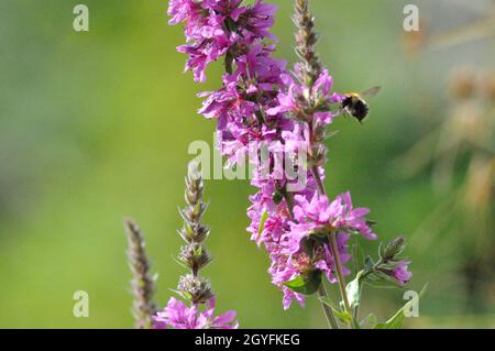 Gewöhnlicher Blutweiderich (Lythrum salicaria) im Garten an einem künstlichen Gartenteich lädt Insekten (hier Bienen) zum Naschen ein. - le violet se desserre Banque D'Images