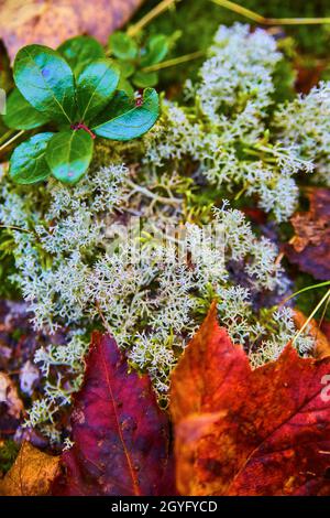 Petite photo macro de plante blanche avec des feuilles d'automne pourpres et rouges profondes sur un fond de forêt Banque D'Images