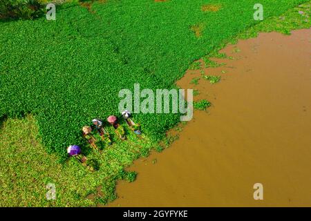 Domaine spécialisé dans la culture de jacinthe d'eau pour faire de l'artisanat à Hau Giang, Banque D'Images