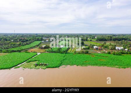 Domaine spécialisé dans la culture de jacinthe d'eau pour faire de l'artisanat à Hau Giang, Banque D'Images