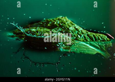 Feuille verte partiellement submergée avec un jet d'eau Banque D'Images