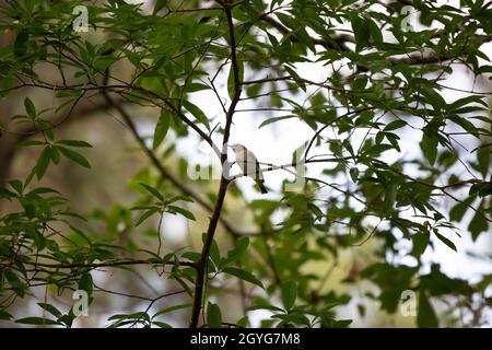 vireo à yeux rouges (Vireo olivaceus) se forant sur un membre de la plante Banque D'Images