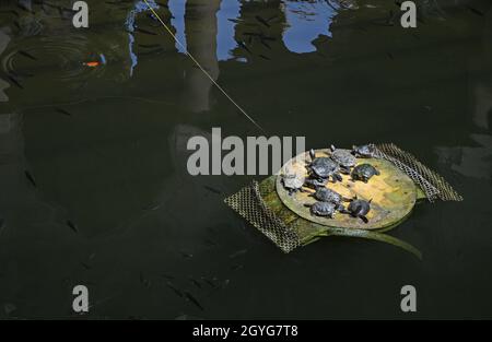 Mumbai, Inde.07e octobre 2021.Des tortues sont vues se prélasser au soleil sur une planche de bois.Les tortues ont besoin de se prélasser tous les jours au soleil pour leur métabolisme et leur reproduction.Crédit : SOPA Images Limited/Alamy Live News Banque D'Images