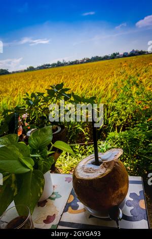 Avoir un rafraîchissement de noix de coco dans un café de champ de riz à Hoi an. Banque D'Images