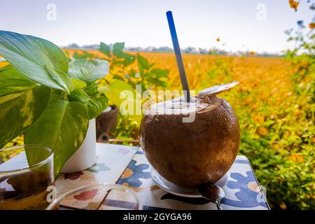 Avoir un rafraîchissement de noix de coco dans un café de champ de riz à Hoi an. Banque D'Images