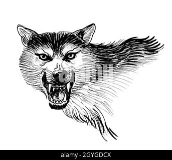 Loup rugissant.Dessin noir et blanc Banque D'Images