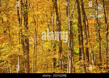 Forêt jaune avec des morceaux de vert et un ciel bleu pâle à travers Banque D'Images