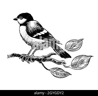 Oiseau assis sur une branche d'arbre. Encre noir et blanc dessin d'un oiseau assis sur une branche d'arbre Banque D'Images