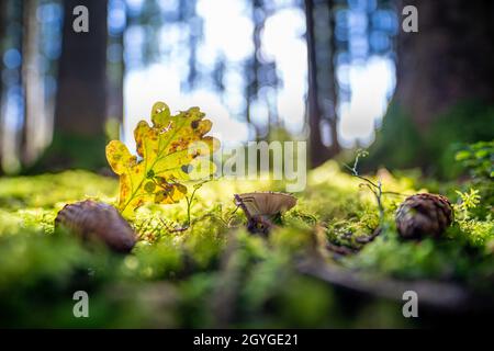 Le soleil tombe dans une forêt d'automne avec un coeur en forme de congé et un champignon en croissance comme concept pour la merveilleuse saison d'automne colorée. Banque D'Images