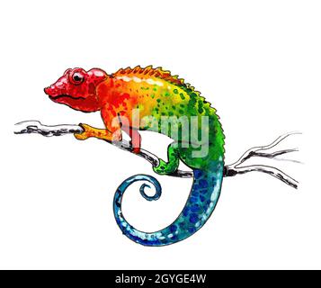 Caméléon coloré sur branche d'arbre.Dessin à l'encre et aquarelle Banque D'Images
