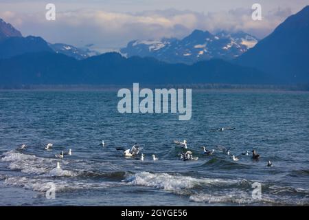 Les mouettes flottent sur KACHEMAK BAY eoyj une vue sur la chaîne de montagnes de Chugach et le parc national de Kachemak Bay - HOMER, ALASKA Banque D'Images