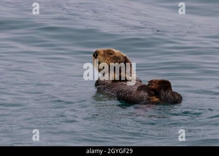 Loutres de mer (Enhydra lutris) dans LA BAIE DE RÉSURRECTION, vue depuis un bateau hors de SEWARD, EN ALASKA Banque D'Images