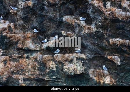 Nichant des goélands glacous (L. hyperboreus) sur une roche dans LA BAIE DE RESSURECTION, près DE SEWARD, EN ALASKA Banque D'Images