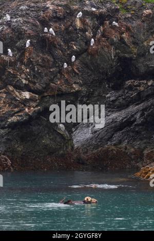 Loutres de mer et goélands glacous nicheurs (L. hyperboreus) sur une roche dans LA BAIE DE RESSURECTION, près DE SEWARD, EN ALASKA Banque D'Images