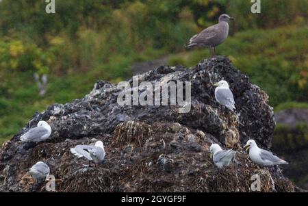 Nichant des goélands glacous (L. hyperboreus) sur une roche dans LA BAIE DE RESSURECTION, près DE SEWARD, EN ALASKA Banque D'Images