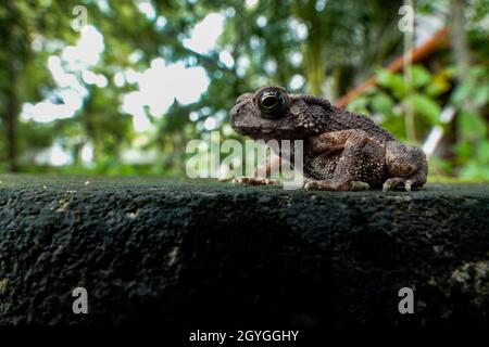 Macro-image grand angle avec diffuseur flash d'une jolie grenouille assise sur une feuille dans son habitat naturel Banque D'Images