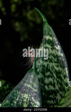 Vue rapprochée de l'avant du Th Tzigane Caterpiliers rampant sur une feuille isolée Banque D'Images