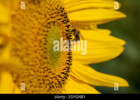 Abeille suçant le nectar d'un tournesol Banque D'Images