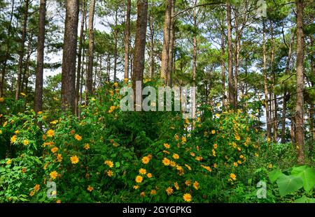 Des tournesols sauvages (Da Quy) fleurissent dans la forêt de Dalat, Vietnam. Banque D'Images