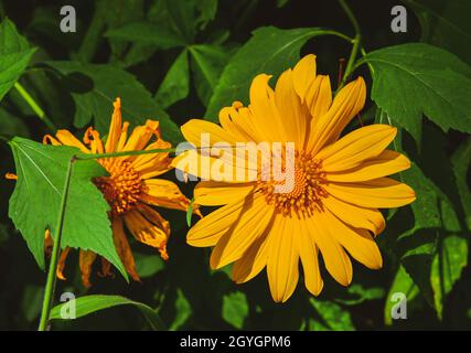 Des tournesols sauvages (Da Quy) fleurissent dans la forêt de Dalat, Vietnam. Banque D'Images