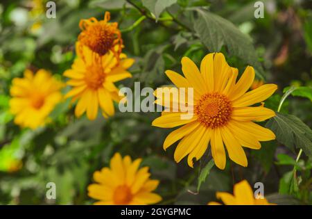 Des tournesols sauvages (Da Quy) fleurissent dans la forêt de Dalat, Vietnam. Banque D'Images