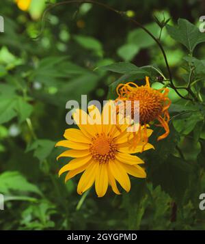 Des tournesols sauvages (Da Quy) fleurissent dans la forêt de Dalat, Vietnam. Banque D'Images