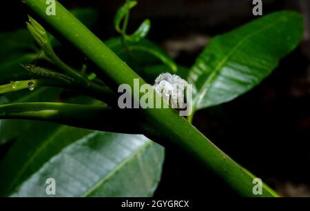 Le minuscule planthopper Flatid Nymph insecte ressemble à un morceau de marche de Popcorn, recouvert de filaments cireux pour la protection. Banque D'Images